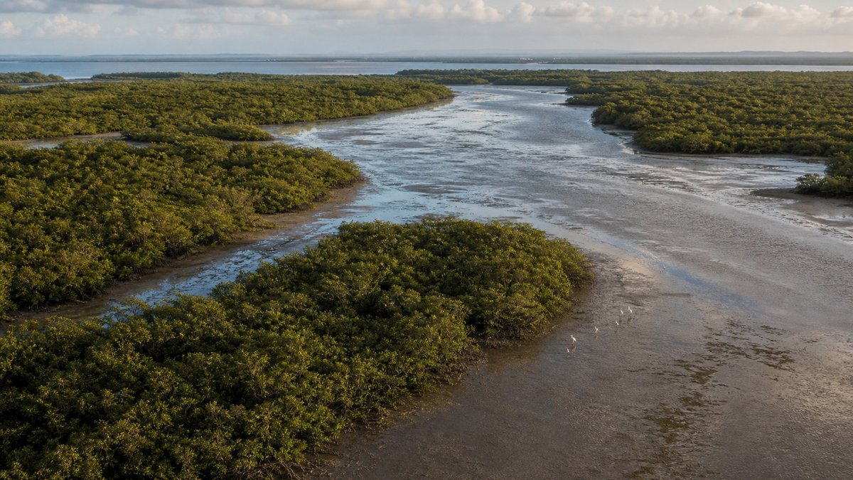 Carbono azul entra na agenda climática: o que está em jogo nos oceanos