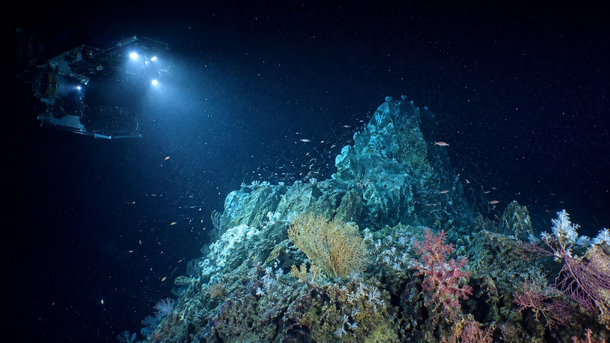 Corais e monte submarino iluminados por robô submersível — expedição Vitória-Trindade